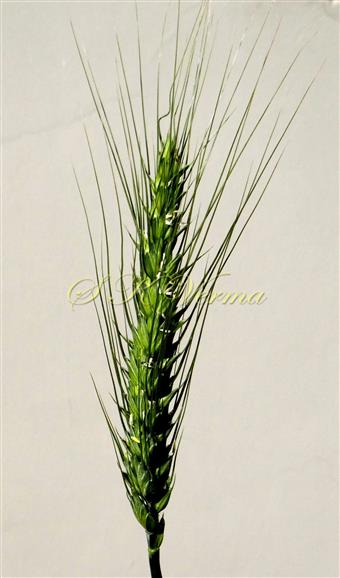  Inflorescence-Spike of  spikelets